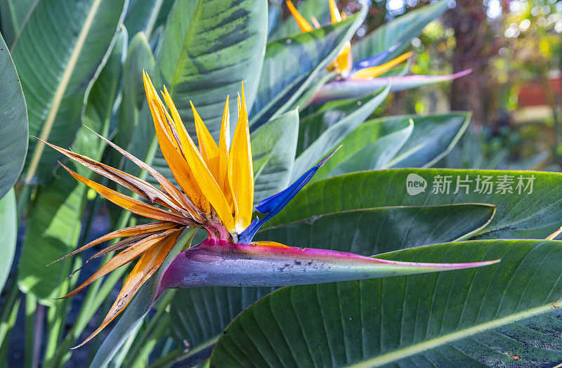 天堂之鸟(Strelitzia reginae)覆盖在灰烬中，Cumbre vieja火山喷发，拉帕尔马，2021。加那利群岛